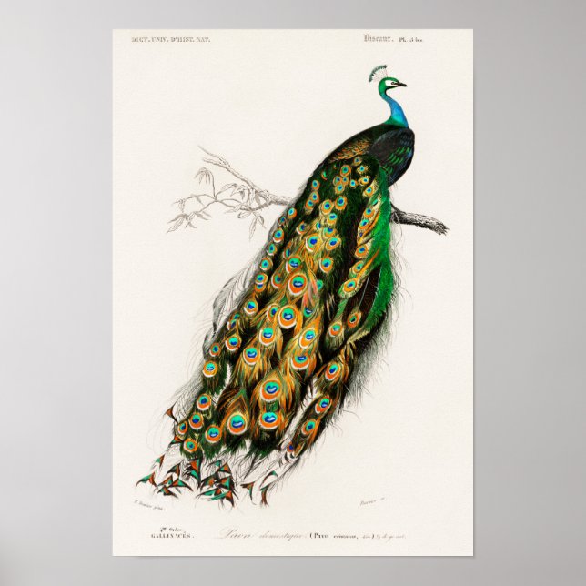 Poster Illustration de paon vintage (Devant)