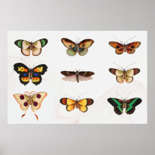 Poster Illustration de papillon