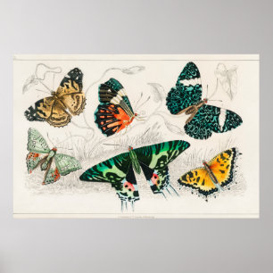 Poster Illustration de papillon vintage
