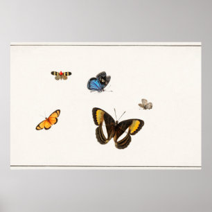 Poster Illustration de papillon vintage
