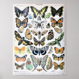Poster Illustration de papillon vintage