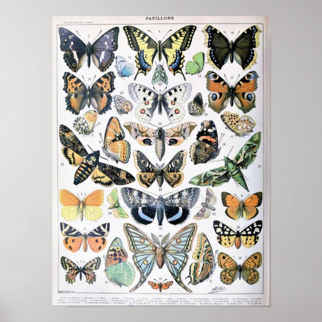 Poster Illustration de papillon vintage (Devant)