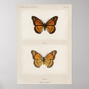 Poster Illustration de papillon vintage