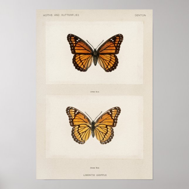 Poster Illustration de papillon vintage (Devant)