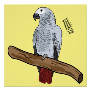 Poster illustration de perroquet gris africain de dessin 