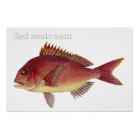 Illustration de poisson vintage : am de mer rouge