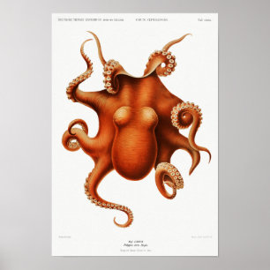 Poster illustration de poulpe de couleur vintage