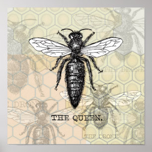 Poster Illustration de reine abeille insecte