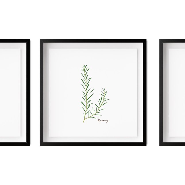 Poster Illustration de romarin | Herbes Cuisine Mur Art (Créateur téléchargé)