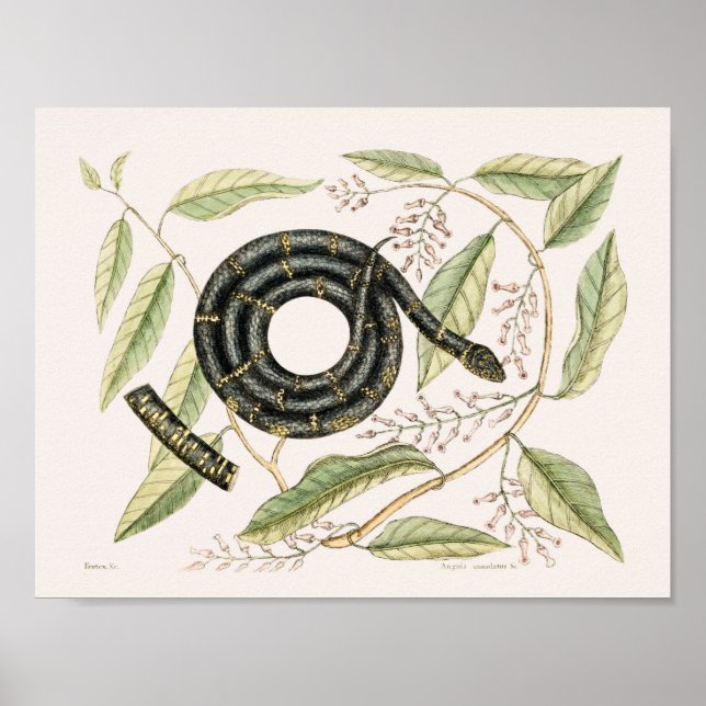 Poster Illustration de serpent vintage (Devant)