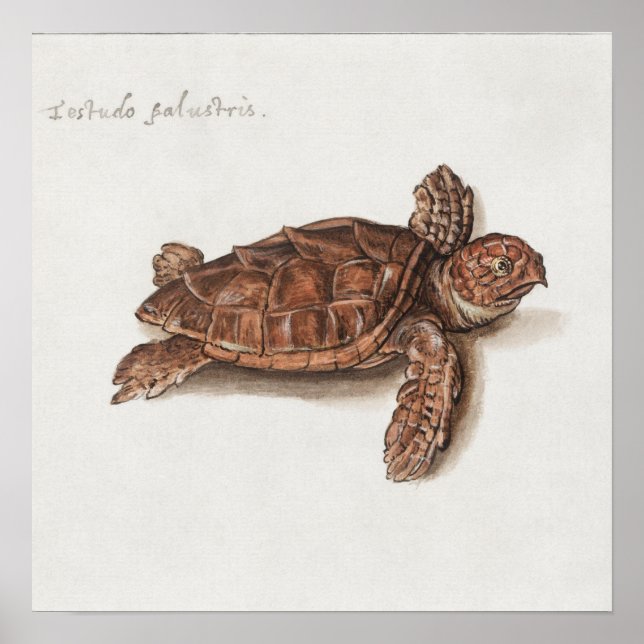Poster Illustration de tortue vintage (Devant)