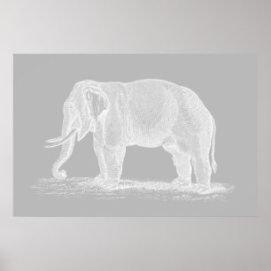 Poster Illustration de White Elephant Vintage 1800