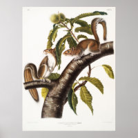 Illustration d'écureuil vintage