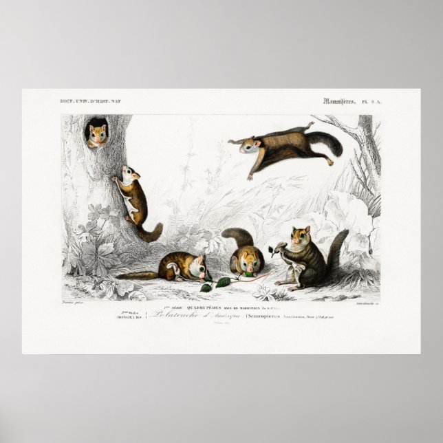 Poster Illustration d'écureuil volant vintage (Devant)