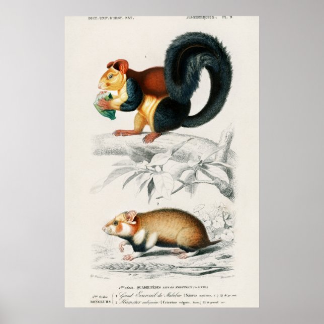 Poster Illustration d'écureuils vintages (Devant)