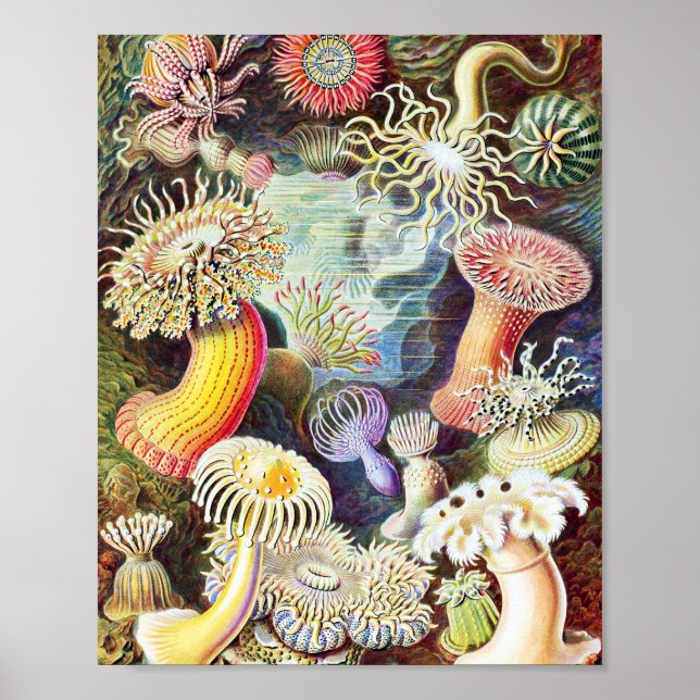 Poster Illustration des anémones de mer par Ernst Haeckel (Devant)