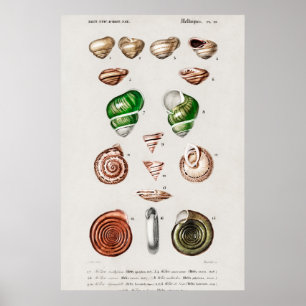 Poster Illustration des coquillages vintages