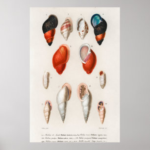 Poster Illustration des coquillages vintages
