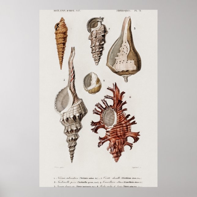 Poster Illustration des coquillages vintages (Devant)