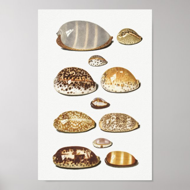 Poster Illustration des coquillages vintages (Devant)
