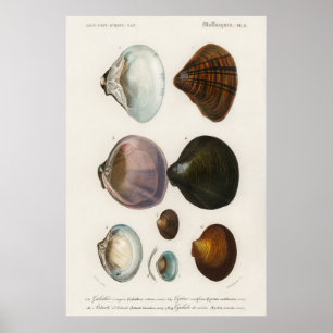 Poster Illustration des coquillages vintages