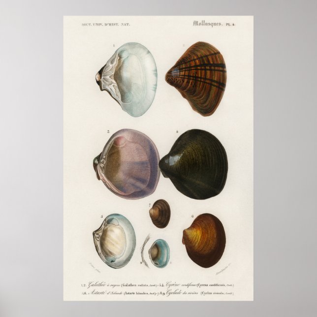 Poster Illustration des coquillages vintages (Devant)