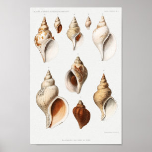 Poster Illustration des coquillages vintages