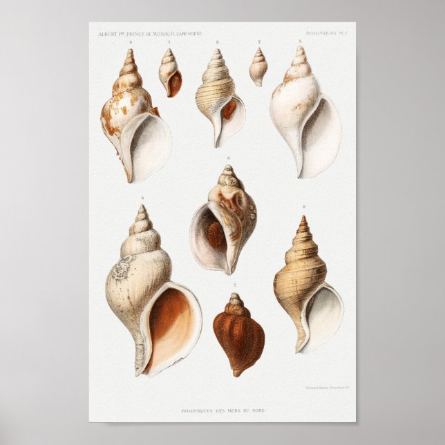 Poster Illustration des coquillages vintages (Devant)
