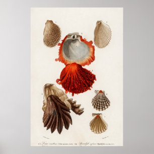 Poster Illustration des coquillages vintages