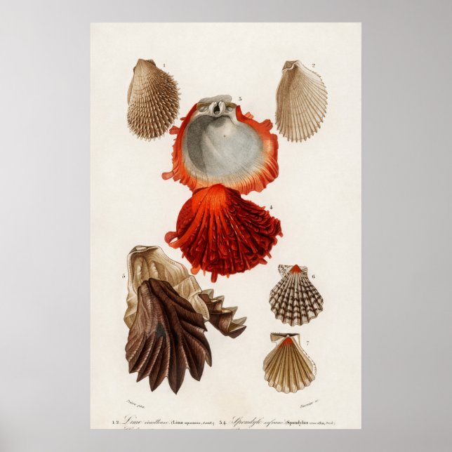 Poster Illustration des coquillages vintages (Devant)