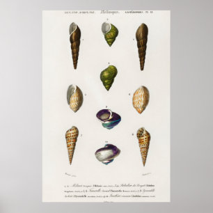 Poster Illustration des coquillages vintages