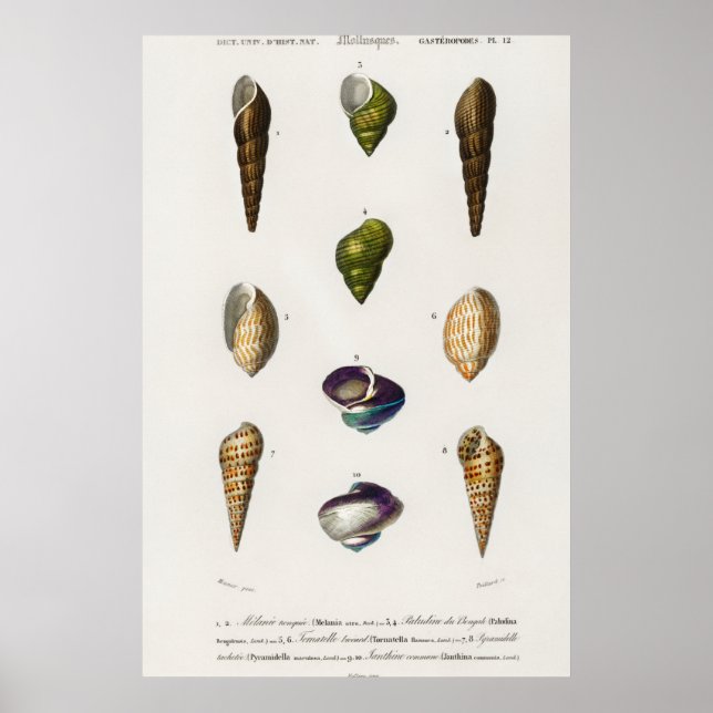 Poster Illustration des coquillages vintages (Devant)