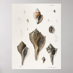 Poster Illustration des coquillages vintages