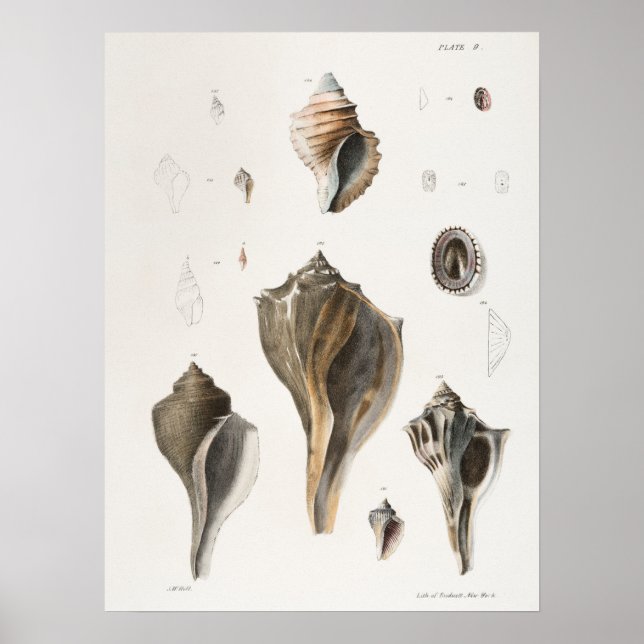 Poster Illustration des coquillages vintages (Devant)