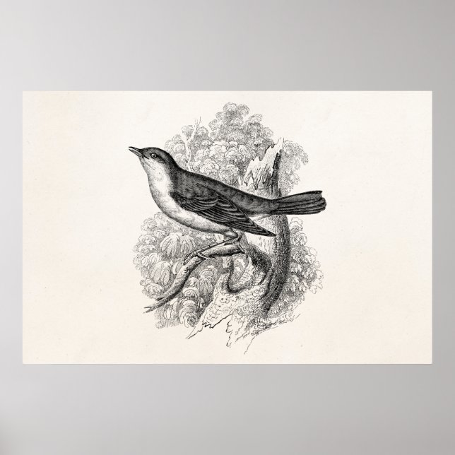 Poster Illustration des oiseaux de nuit des années 1800 v (Devant)