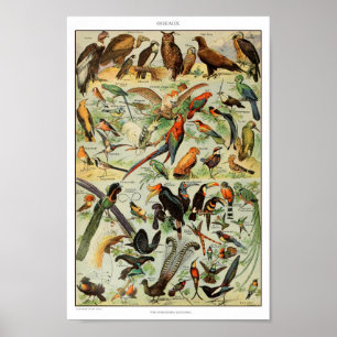 Poster Illustration des oiseaux Vintages