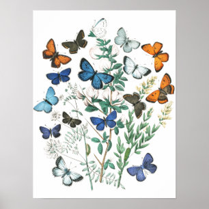 Poster Illustration des papillons vintages
