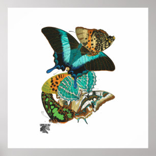 Poster Illustration des papillons Vintages E.A. Séguy