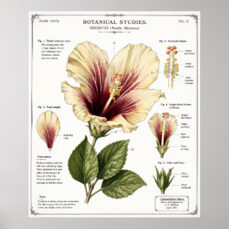 Poster Illustration d'Hibiscus | Art floral anatomique vi