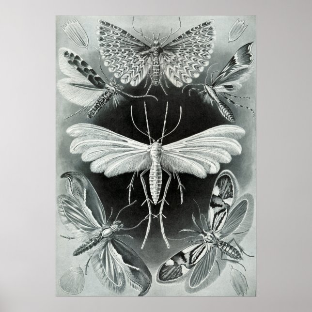Poster Illustration d'insectes vintages (Devant)