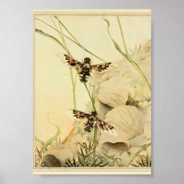 Poster Illustration d'insectes vintages (Devant)