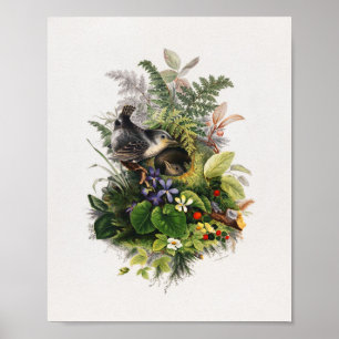 Poster illustration d'oiseau vintage