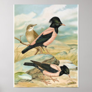 Poster Illustration d'oiseau Vintage Starling de couleur 