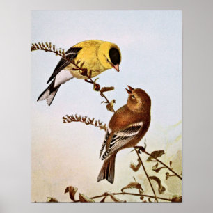 Poster Illustration d'oiseaux américains Goldfinchs