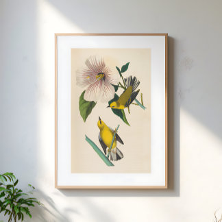 Poster Illustration d'oiseaux jaunes vintage sur fleur