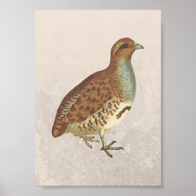 Poster Illustration d'oiseaux perdrix (Devant)