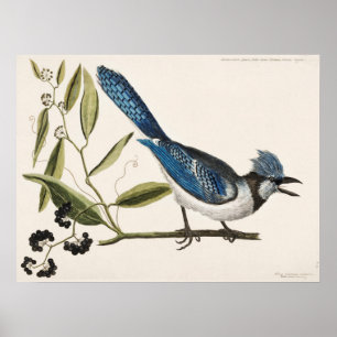 Poster Illustration d'oiseaux Vintages