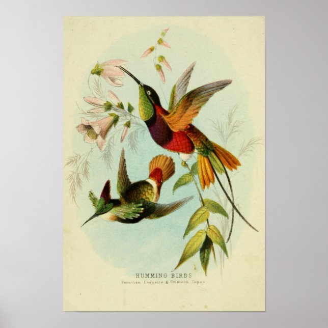 Poster Illustration d'oiseaux vintages (Devant)