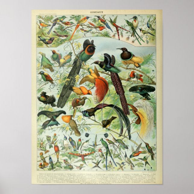 Poster Illustration d'oiseaux vintages (Devant)