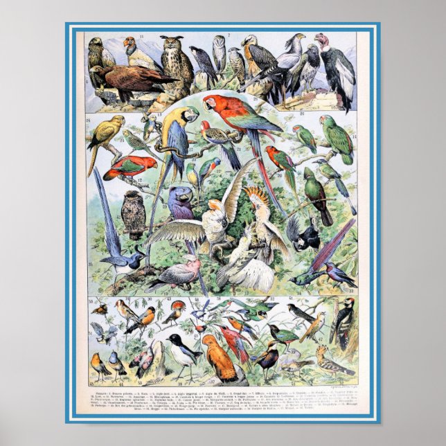 Poster Illustration d'oiseaux vintages (Devant)